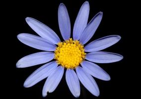 blå stjärna blomma blomma makro felicia amelloides familj compositae modern botanisk bakgrund stor storlek högkvalitativa utskrifter heminredning foto