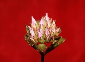 vild sten blomma blomma närbild sedum spurium familjen crassulaceae modern botanisk storformat tryck högkvalitativt blommigt makro foto