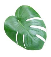 monstera blad isolerad på vit bakgrund. delad blad filodendron växt isolerad på vit bakgrund. foto