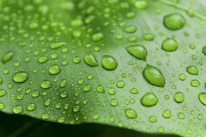 vattendroppar på gröna blad, makro koncept. foto