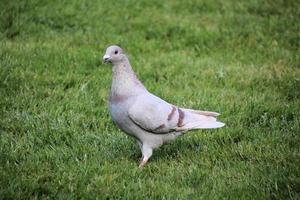 en vy av en ferelduva på marken foto