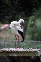 en närbild av en vit stork foto