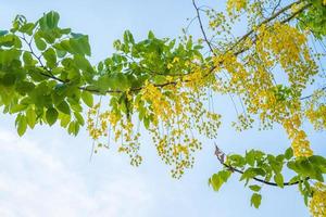 vackert av kassiaträd, gyllene duschträd. gula kassia fistel blommor på ett träd på våren. cassia fistel, känd som det gyllene regnträdet, thailands nationalblomma foto