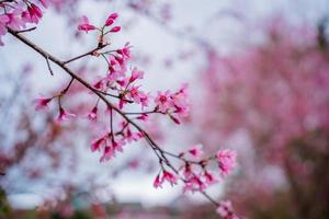 färgglada blommor blommar i liten by innan tet-festivalen, vietnams månår. persikablomma, symbolen för det vietnamesiska månnyåret foto