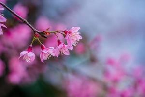 färgglada blommor blommar i liten by innan tet-festivalen, vietnams månår. persikablomma, symbolen för det vietnamesiska månnyåret foto