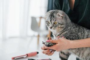klippa naglarna. skotsk fold katt är i grooming salong med kvinnlig veterinär foto