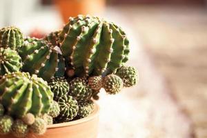 närbild kaktus