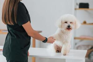 håller i tassen. söt liten hund är i grooming studio foto