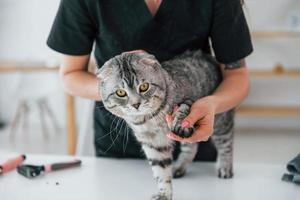 kollar naglarna på tassen. skotsk fold katt är i grooming salong med kvinnlig veterinär foto