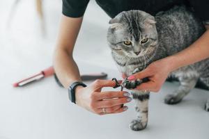 skotsk fold katt är i grooming salong med kvinnlig veterinär foto