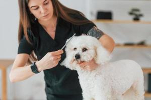 kvinna som tar hand om husdjuret. söt liten hund är i grooming studio foto