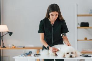 med hjälp av stetoskop. söt liten hund är på veterinärkliniken foto