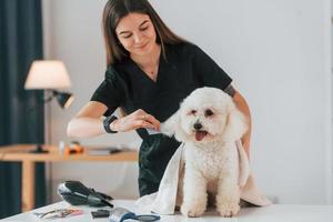 frontvy. söt liten hund är i grooming studio foto