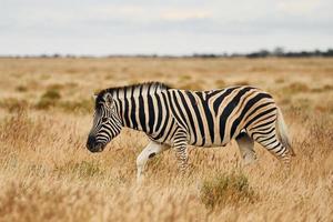 sidovy. zebra i djurlivet på dagtid foto