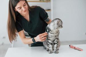 hårvård. skotsk fold katt är i grooming salong med kvinnlig veterinär foto
