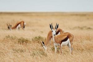 tillsammans på gräsmattan. anthelopes är i det vilda djurlivet utomhus i Afrika foto