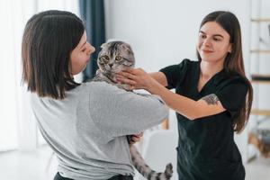 ägare som håller djur. skotsk fold katt är i grooming salong med kvinnlig veterinär foto