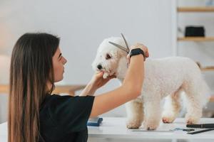kvinna med sax. söt liten hund är i grooming studio foto
