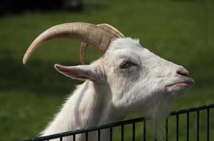 get på petting zoo med något skeptiskt ansikte foto