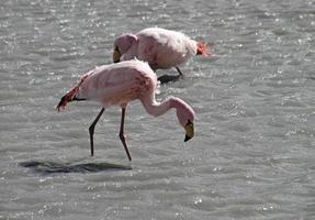vilda flamingos i en sjö i salar de uyuni, bolivia foto