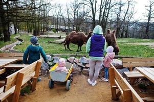 mamma med fyra barn som upptäcker och tittar på kameler i djurparken. foto