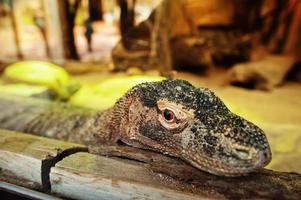 stor varan drake i terrarium på zoo. foto