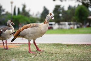 vacker nilgås i nationalparken ramat-gan, israel foto