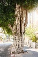 stort ficusträd med vridna rötter på tel-aviv street foto