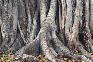 banyan träd eller ficus trädstam närbild bakgrund foto