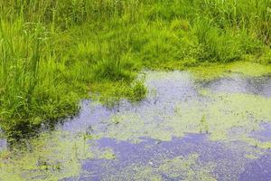 myr hed träsk damm flod sjö gröna växter skog tyskland. foto