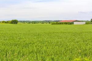 nordtyska jordbruksfält skog träd natur landskap panorama tyskland. foto