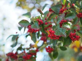 röd sibirisk krabba äpplefrukt på ett ungt träd under höstsäsongen, vilda bär, malus baccata naturbakgrund foto