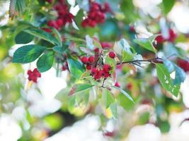 röd sibirisk krabba äpplefrukt på ett ungt träd under höstsäsongen, vilda bär, malus baccata naturbakgrund foto