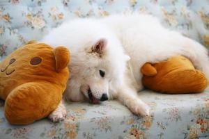 samojed ligger och tuggar godsaker på soffan. hund på soffan. foto