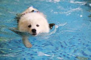 samojed bär flytväst och simmar i poolen. hundsimning. foto