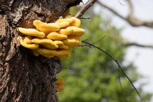 laetiporus sulphureus fäste svamp som växer på ett träd på våren foto