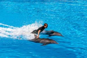 puerto de la Cruz, Teneriffa, Spanien, 2011. man som tävlar genom vattnet och håller fast vid två delfiner foto