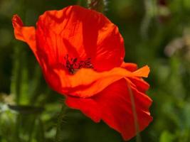 vallmoblomning i ronda, spanien foto