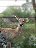 antilop på khao kheow open zoo, thailand. foto