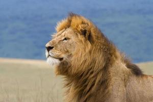 manlig lejon på nära håll foto