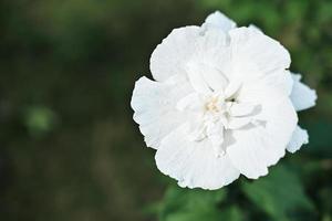 hibiskus syriacus blomma på grön bakgrund. foto