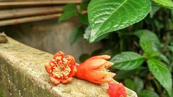 punica granatum granatäppleblommor är orange med gula pistiller foto