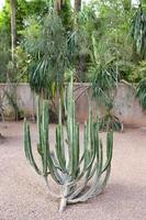 kaktusar i majorelleträdgården i marrakech, marocko foto