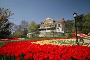 färgglada tulpaner i emirgan park, istanbul, kalkon foto