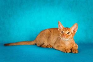 sorrel abyssinian katt på mörkgrön bakgrund foto