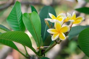 vacker frangipani gul och vit kronbladsfärg, plumeria blombukett med grön naturlig bakgrund. foto