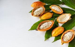 halva kakaoskidor och kakaofrukt med kakaoblad på vit träbakgrund foto