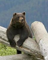 alaskan brunbjörn foto