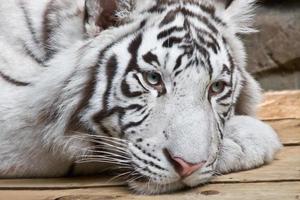 vit tiger foto