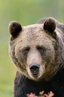 brunbjörn porträtt